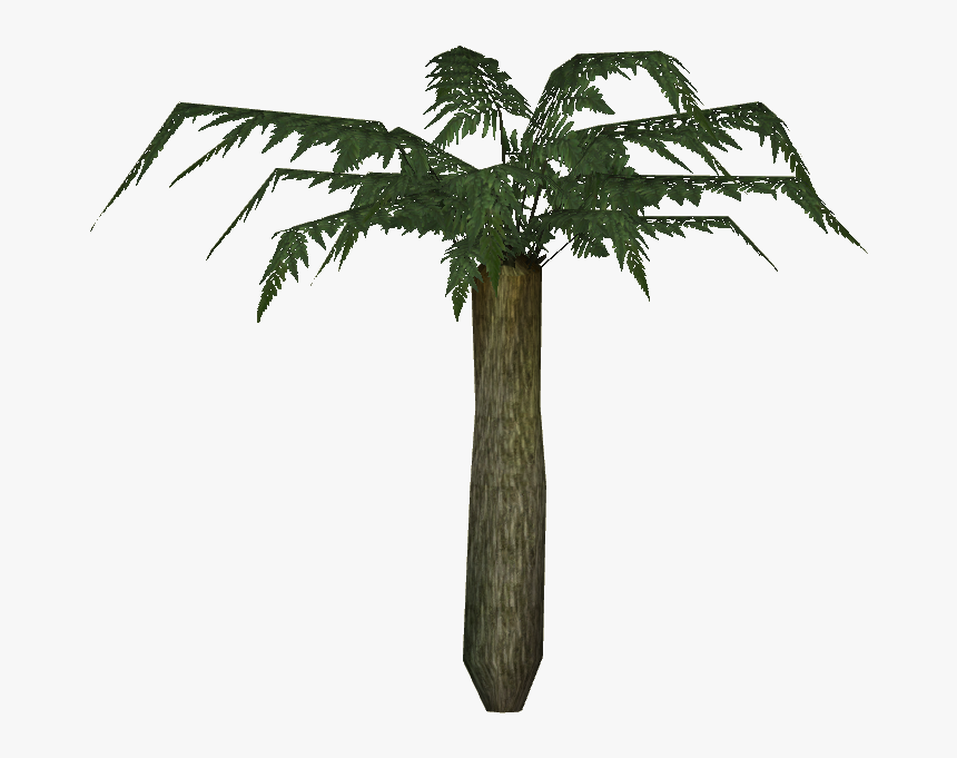 Large Tree Fern, HD Png Download