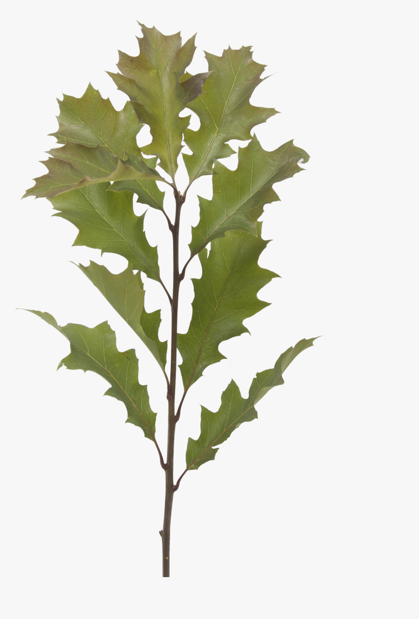 Transparent Eucalyptus Leaves Png, Png Download