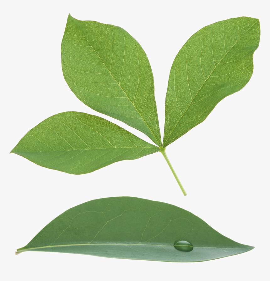 Green Leaf Png, Transparent Png