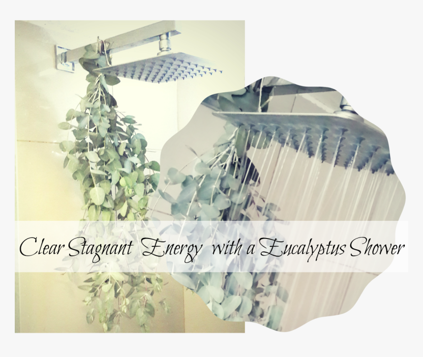 Transparent Eucalyptus Leaves Png, Png Download