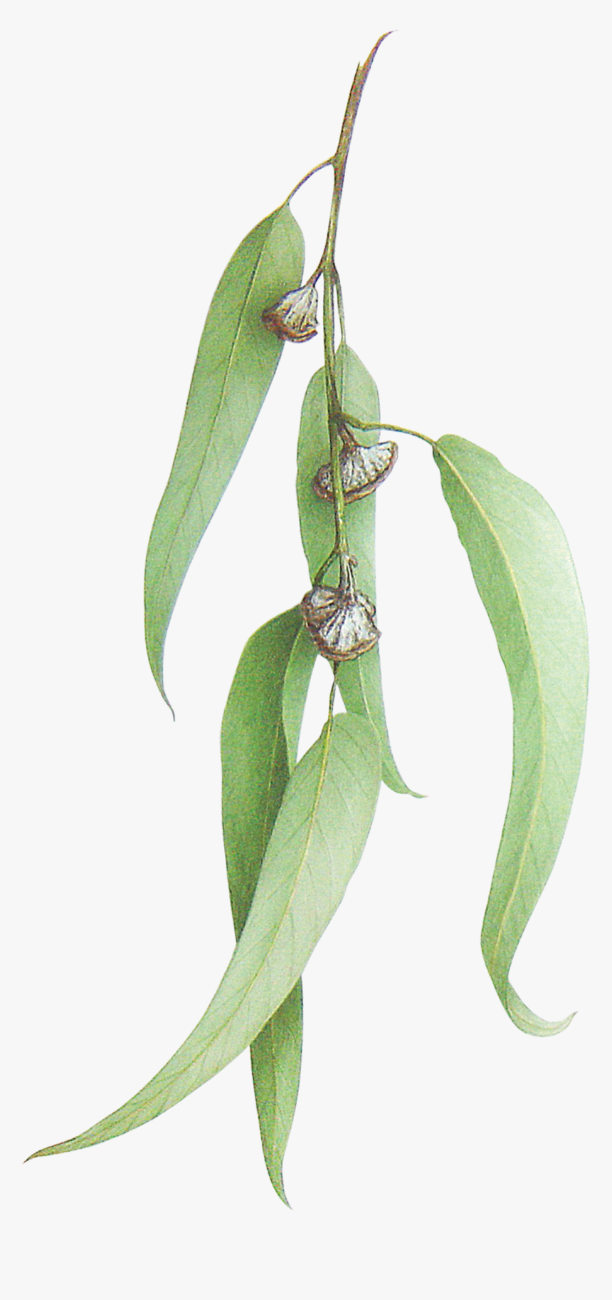 Eucalyptus Leaves Png, Transparent Png