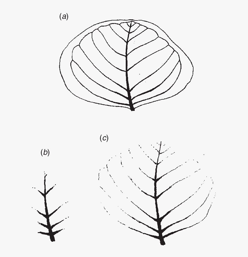 Eucalyptus Leaves Png, Transparent Png