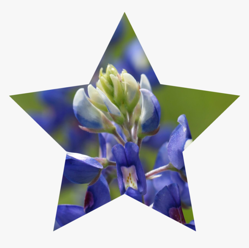 Bluebonnet Png, Transparent Png