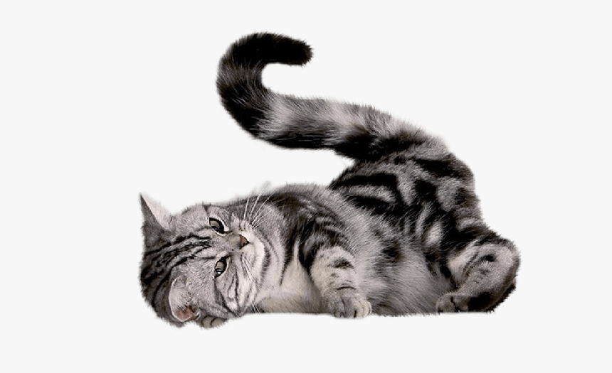 Kittens Transparent Tabby, HD Png Download