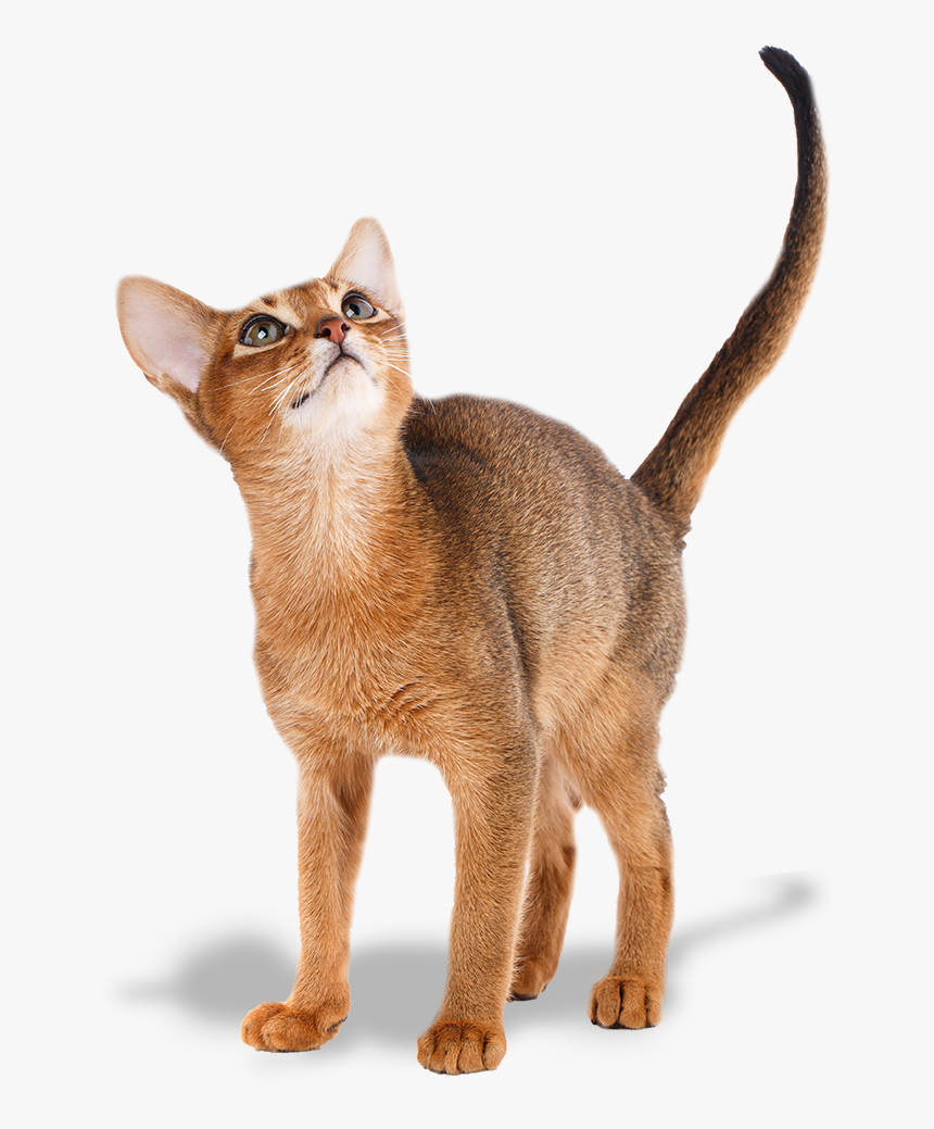 Abyssyn Cat Picture, HD Png Download