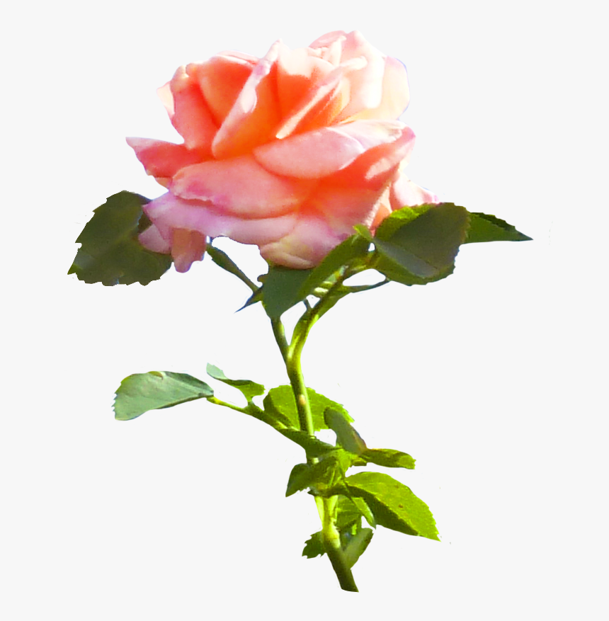Pink Rose Clip Art, HD Png Download