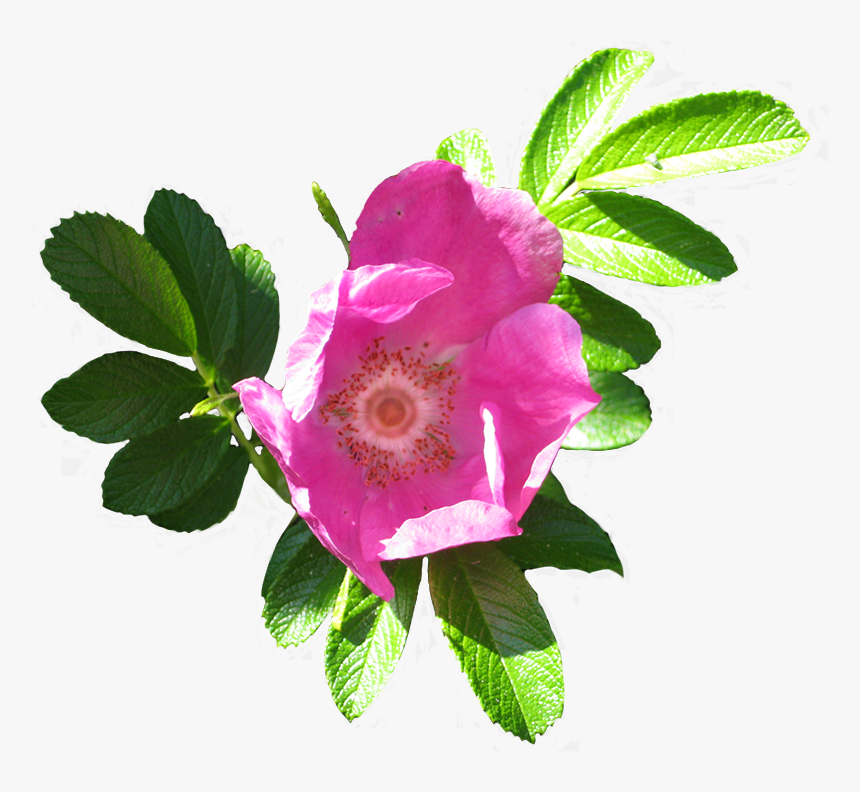 Blooming Dog Rose Image, HD Png Download
