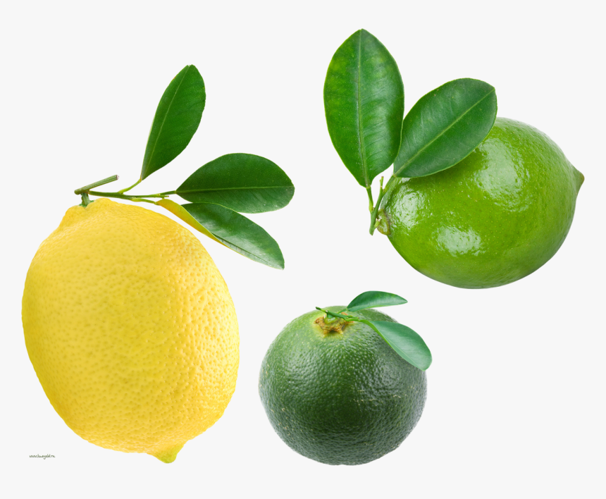 Transparent Citrus Clipart, HD Png Download