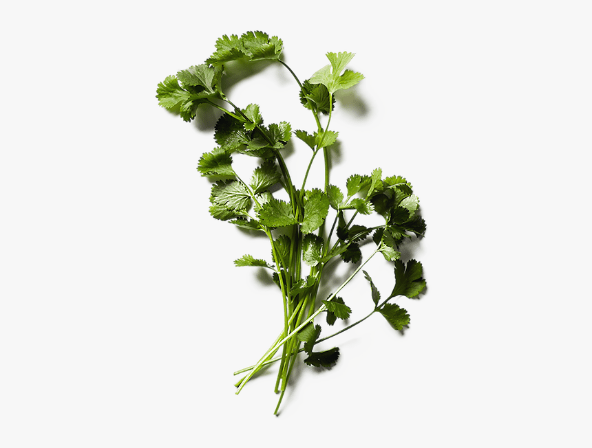 Celebrate Health Garnish Herbs, HD Png Download