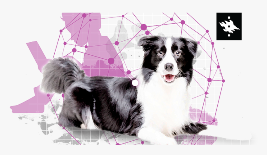 Transparent Border Collie Png, Png Download