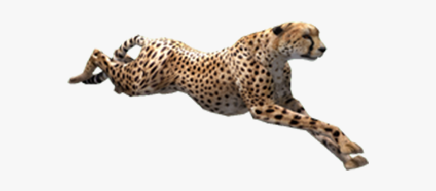 Cheetah Zoo Tycoon, HD Png Download