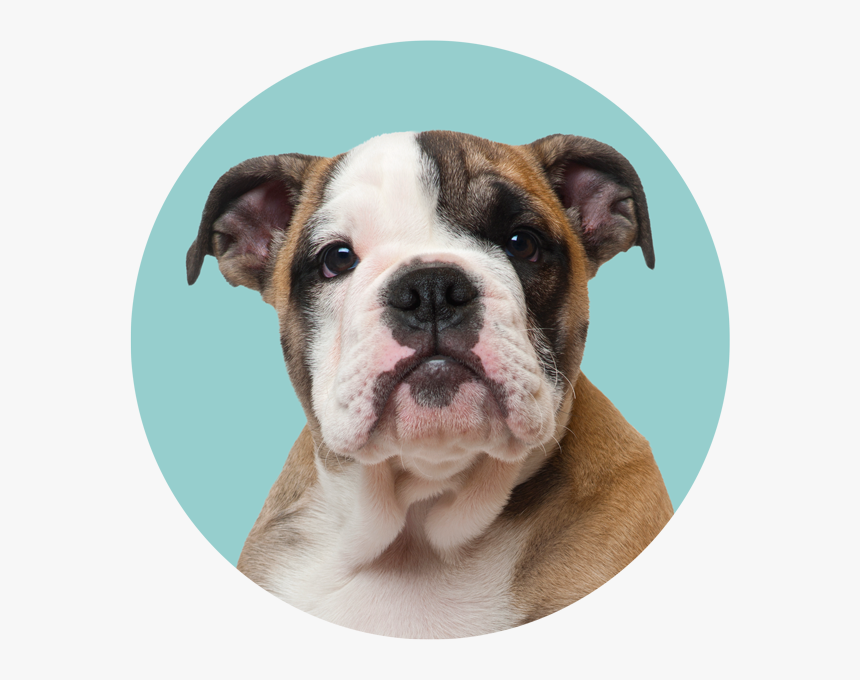 Transparent Dog Pooping Png, Png Download