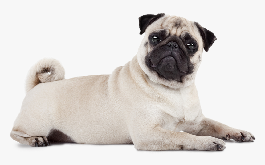 P Home Page Pug Position 1 Big, HD Png Download