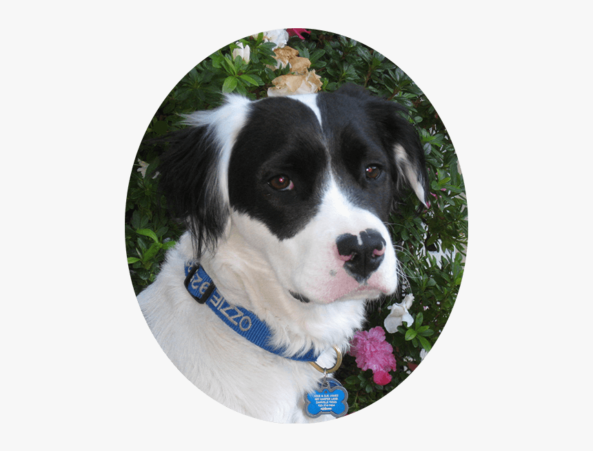 Ozzie Beautiful Boy For Website, HD Png Download