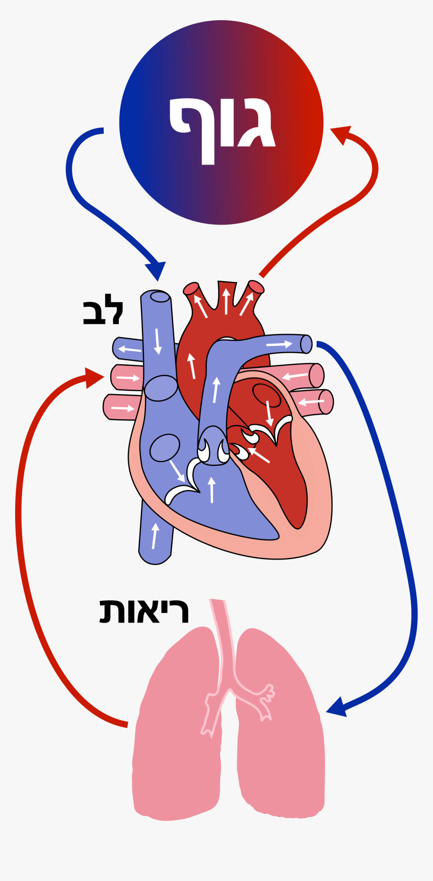 Diagram Of The Heart Clipart , Png Download, Transparent Png