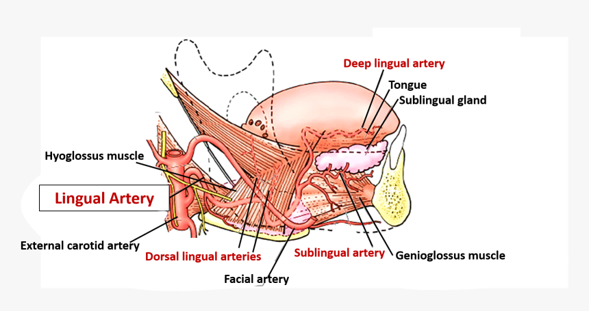 Lingual Artery, HD Png Download