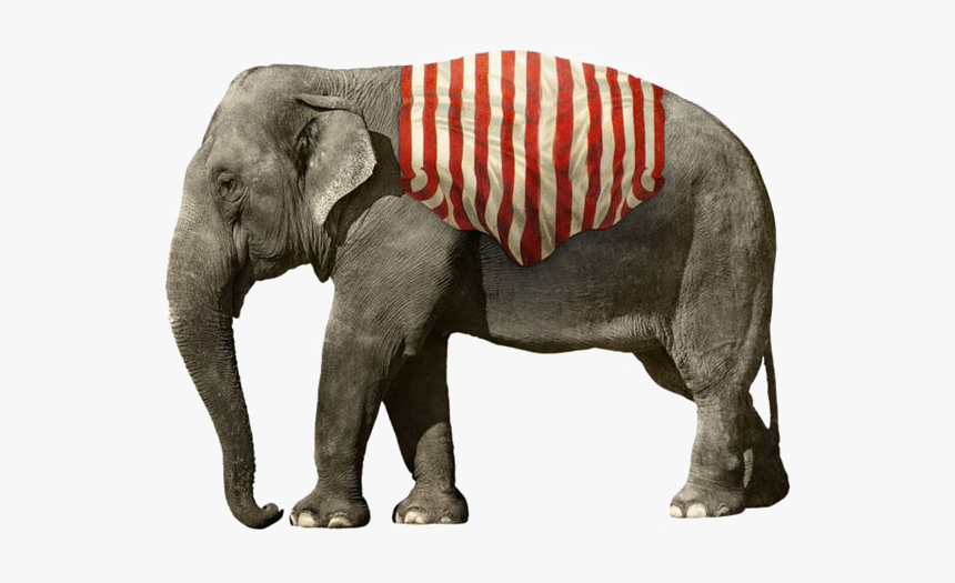 African Elephant Png Picture, Transparent Png