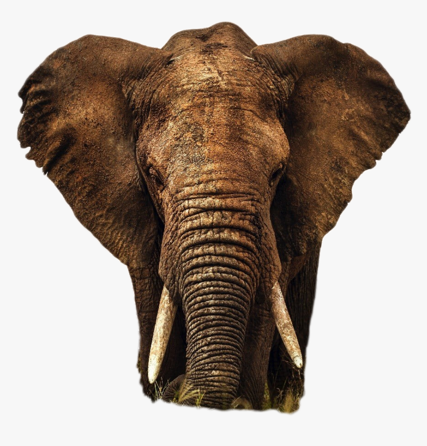 Elephant Png Image, Transparent Png
