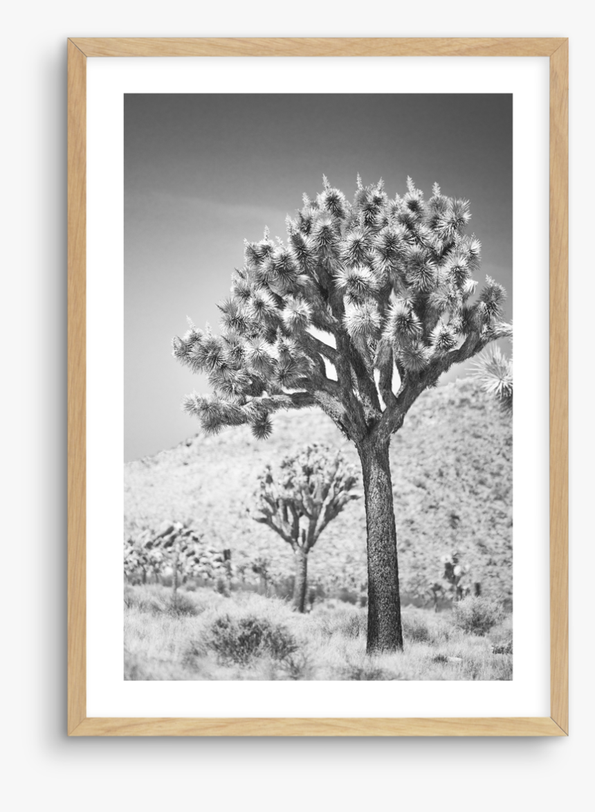 Joshua Tree Png, Transparent Png