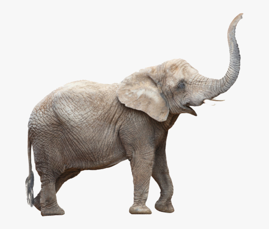 Elephants Png Photo, Transparent Png