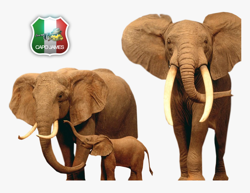 Photo Elephants , Png Download, Transparent Png