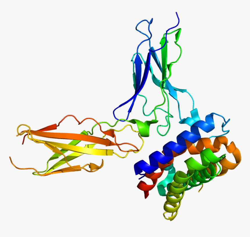 Protein Il28ra Pdb 3og4, HD Png Download