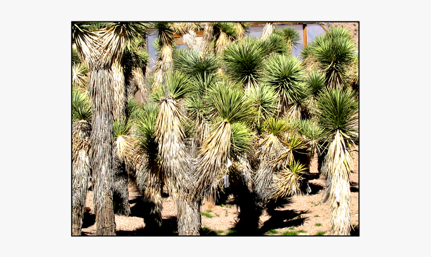Joshua Tree, HD Png Download