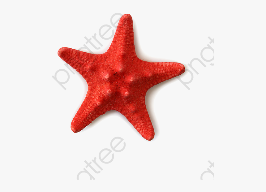 Starfish Silhouette Png, Transparent Png
