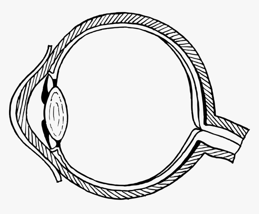 Anatomy, Biology, Cross-section, Eye, Optic, Optical, HD Png Download