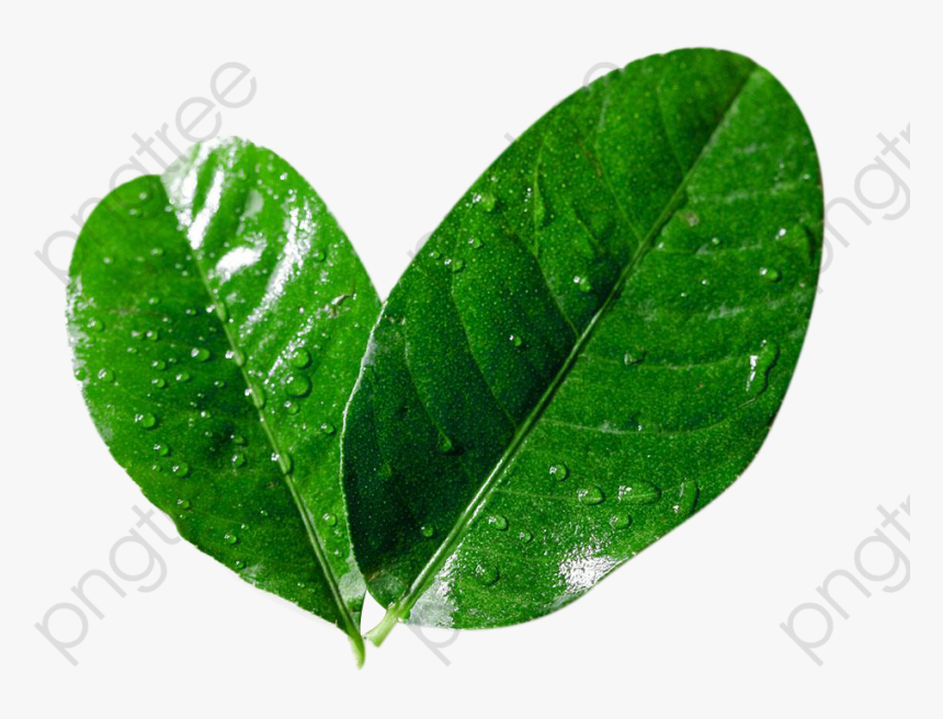 Lemon Leaves Picture Material, HD Png Download