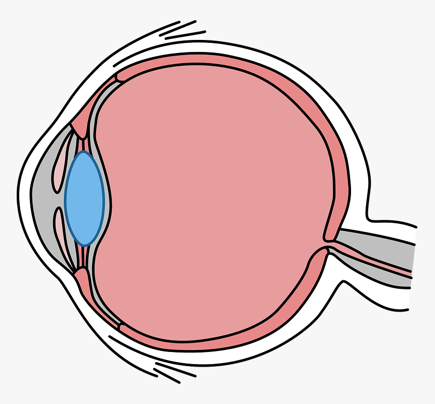 Eye, Drawing, Body, Biology, See, Diagram, Icon, HD Png Download