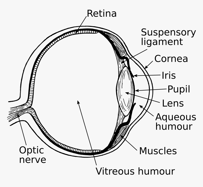 Eye 3 Clip Arts, HD Png Download