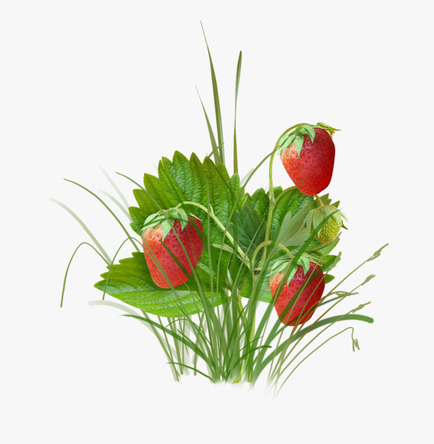 Strawberry Clipart Png, Transparent Png