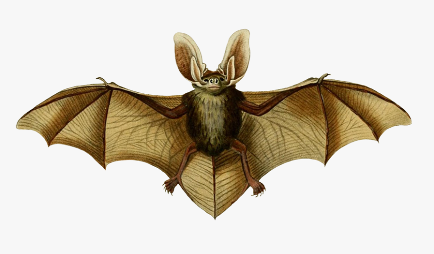 Oreillard Vulgare Clipart, HD Png Download
