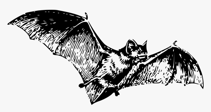 Clipart Free Bat, HD Png Download