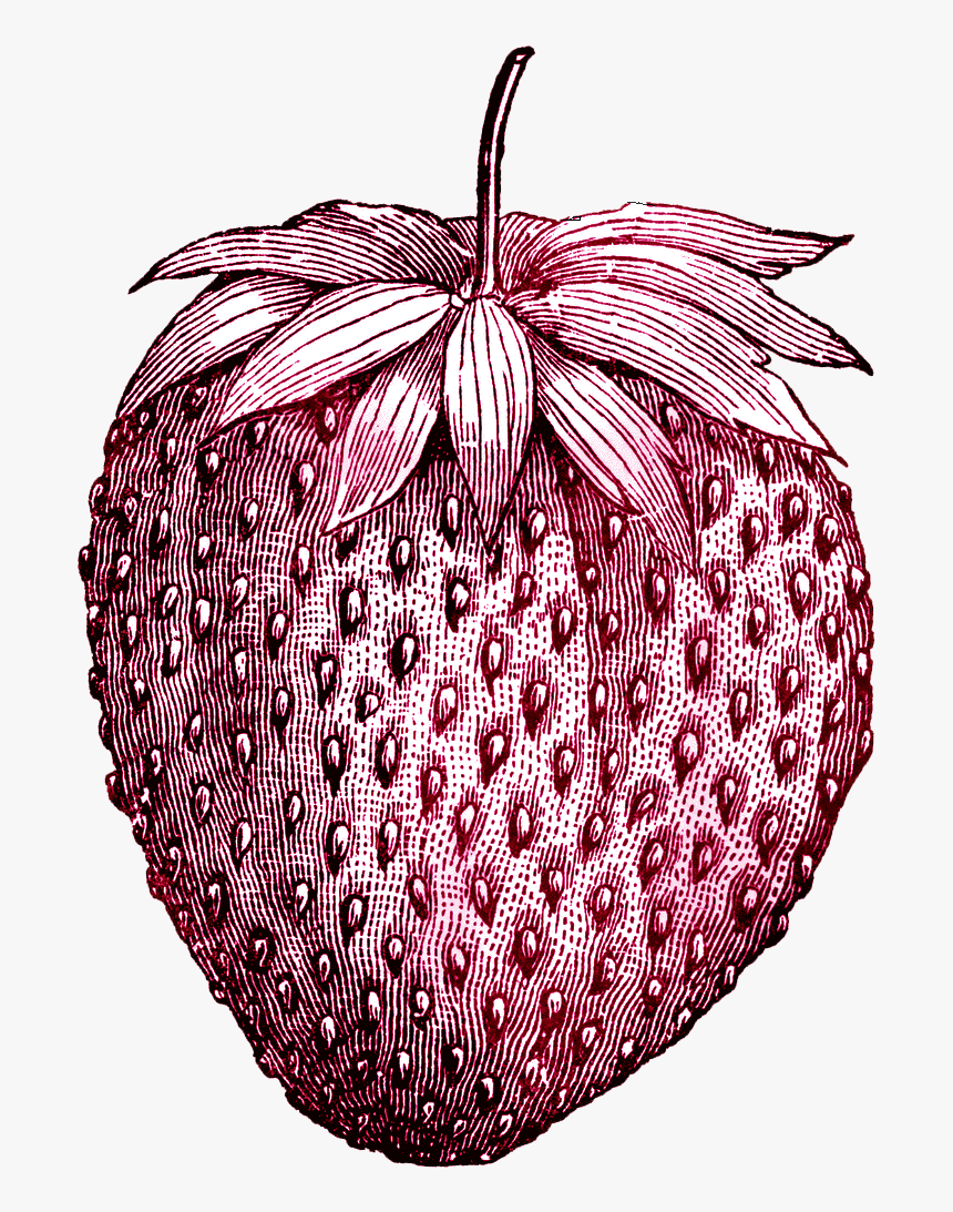 Tattoo Vintage Ice Strawberry Fruit Drawing Cream Clipart, HD Png Download