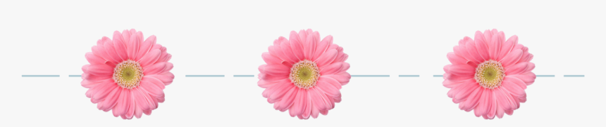Flower Divider Png, Transparent Png