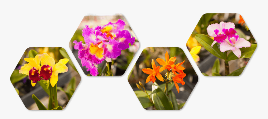 Orchid Divider, HD Png Download