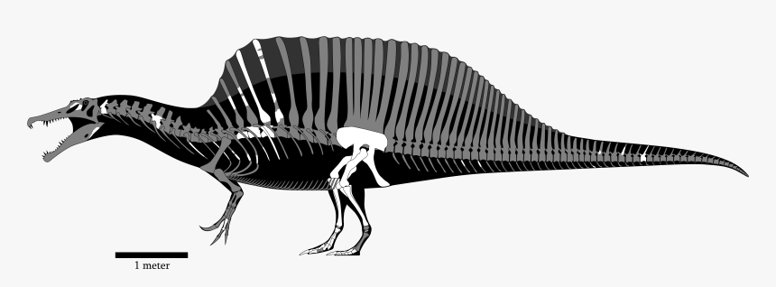 Spinosaurus Png, Transparent Png