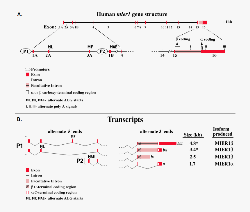 Exons Are Shown As Red Bars/vertical Lines And Introns, HD Png Download