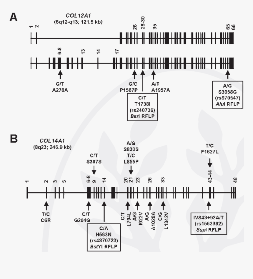Vertical Lines Png, Transparent Png