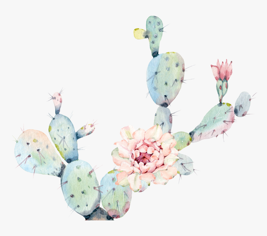 Watercolor Cactus Png, Transparent Png