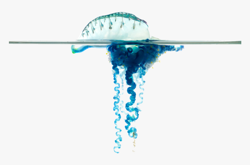 Blue Bottle Jellyfish Png Images Download, Transparent Png