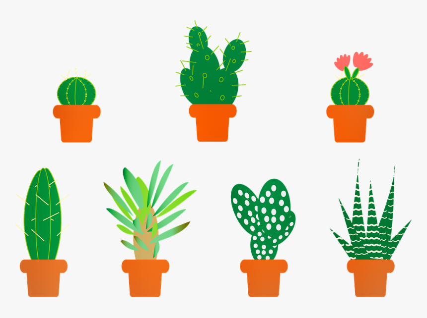 Cactus, Aloe Vera, Saguro, Aloe, Vera, Botany, Agave, HD Png Download