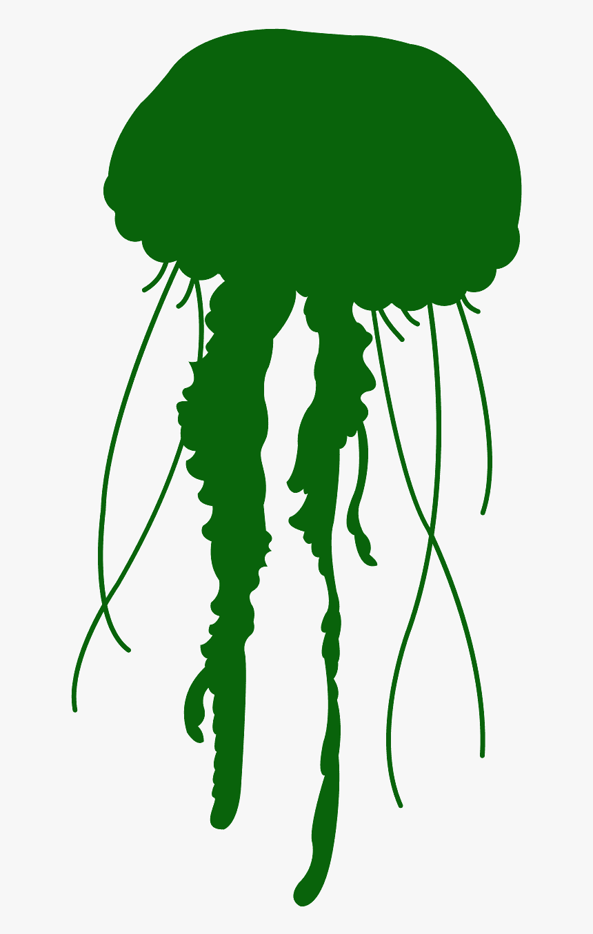 Jelly Fish Png, Transparent Png
