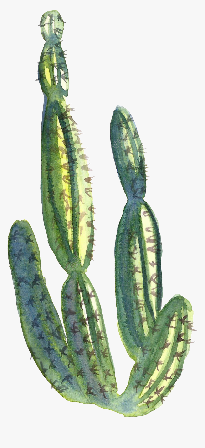 Collection Of Free Cactus Transparent Water Paint Download, HD Png Download