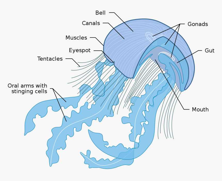 Jelly Fish Png, Transparent Png