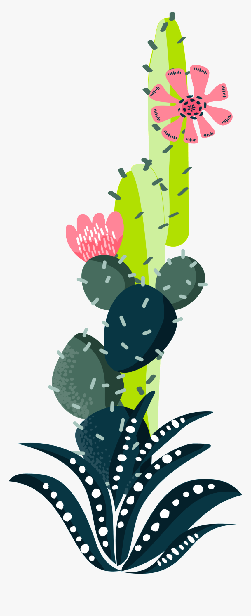 Colorful Cactus Plant Watercolor Hand Painted Transparent, HD Png Download