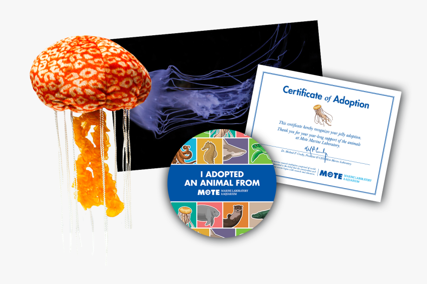 Items Included In Buddy Package, HD Png Download