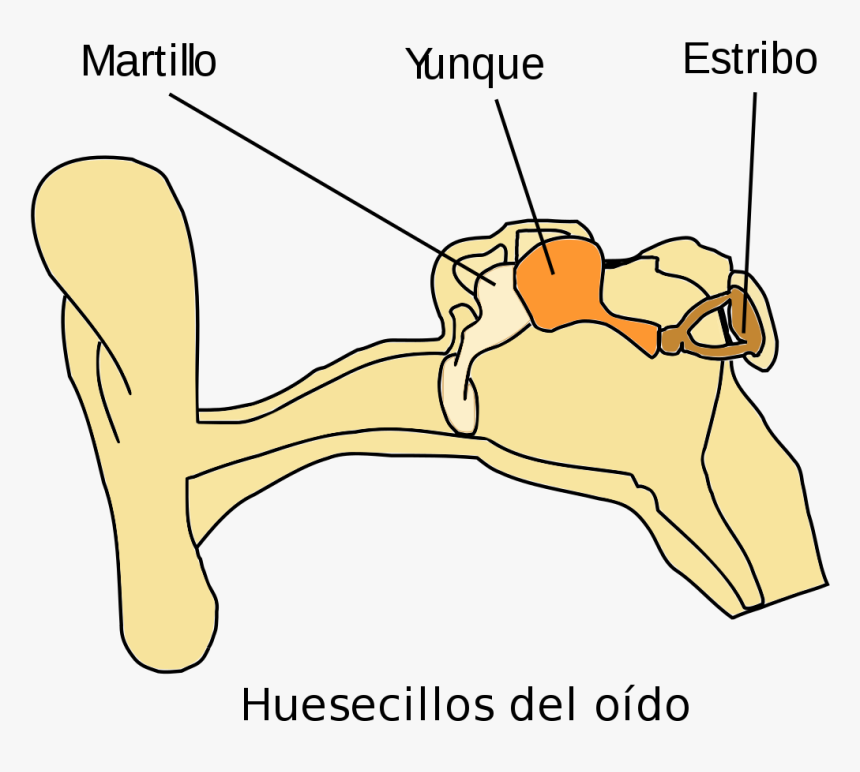 Martillo Png, Transparent Png